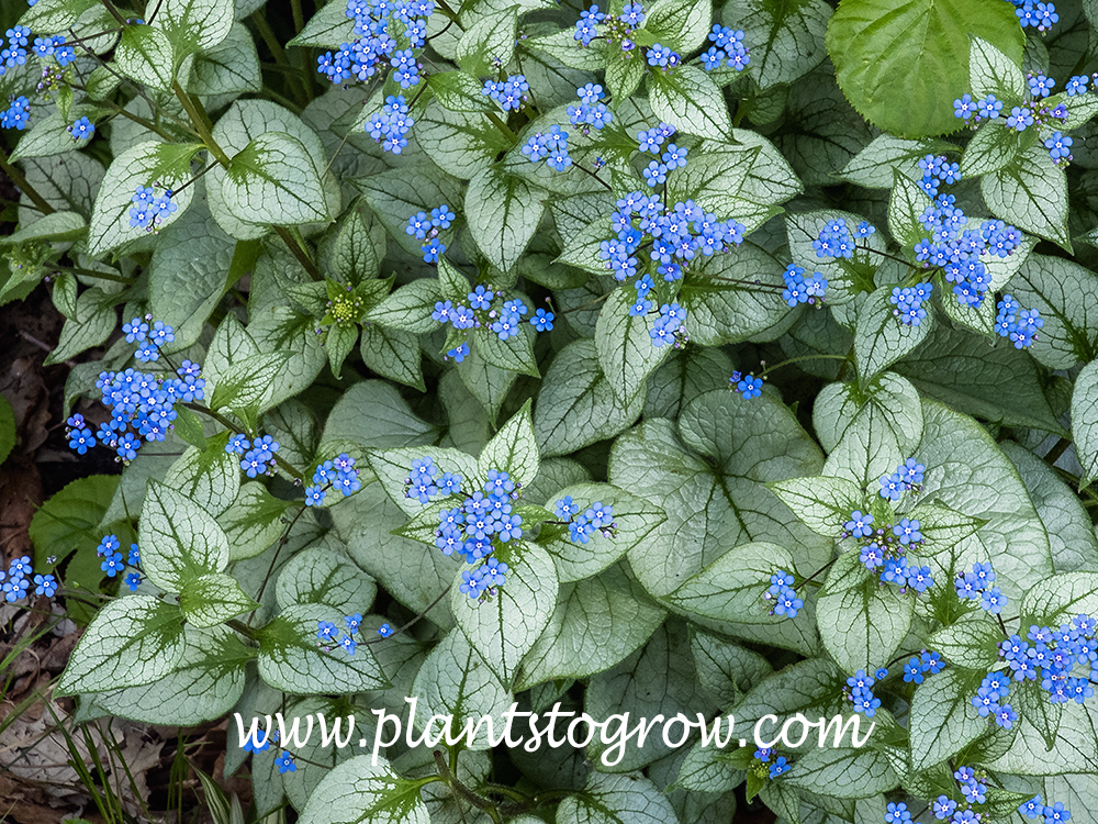 Looking Glass Siberian Bugloss (Brunnera macrophylla)